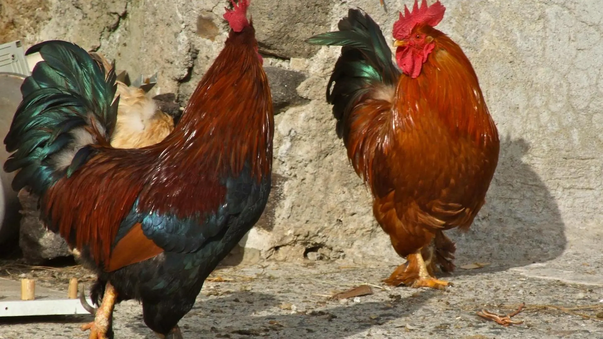 Farm stay Agriturismo U Zu Peppino Lipari